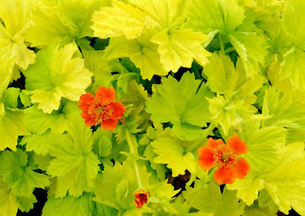 Geum coccineum 'Eos'