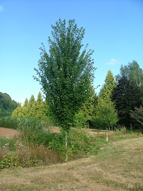 Acer rubrum 'Supersonic'