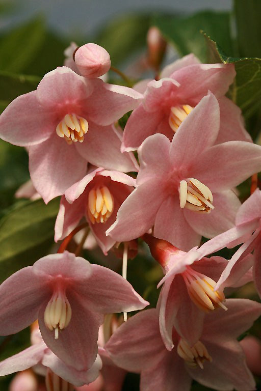 Styrax japonica 'Marley's Pink Parasol'