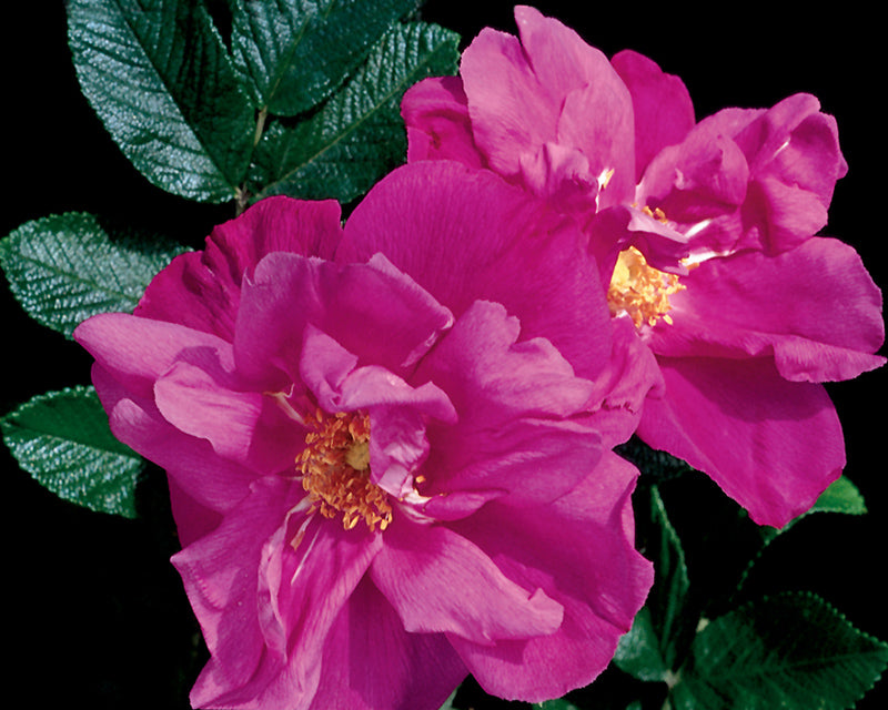 Rosa rugosa 'Moje Hammarberg'