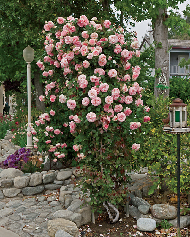 Rosa 'Pearly Gates'