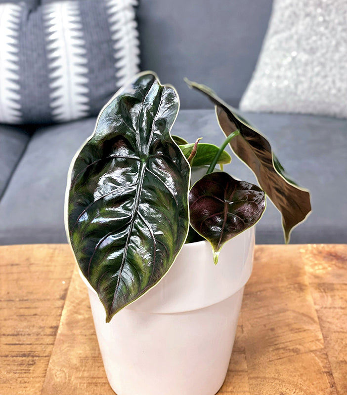 Alocasia azlanii