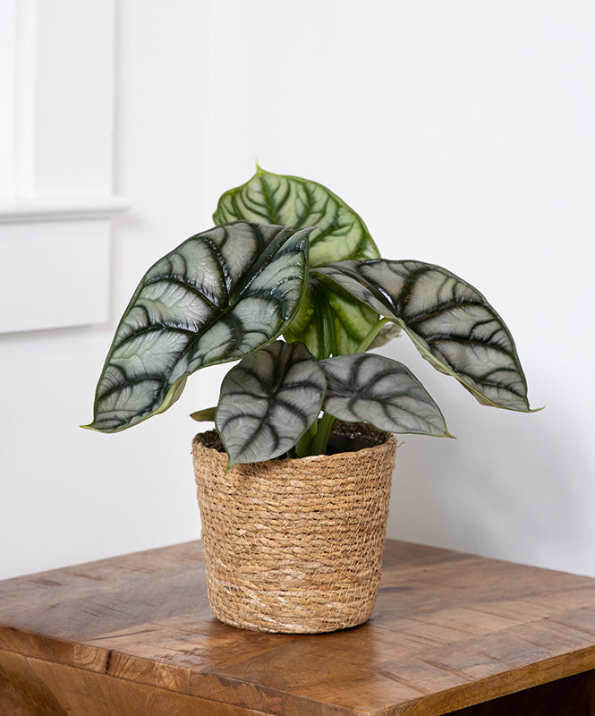 Alocasia baginda 'Silver Dragon'
