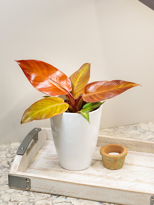 Philodendron 'Red Sun'