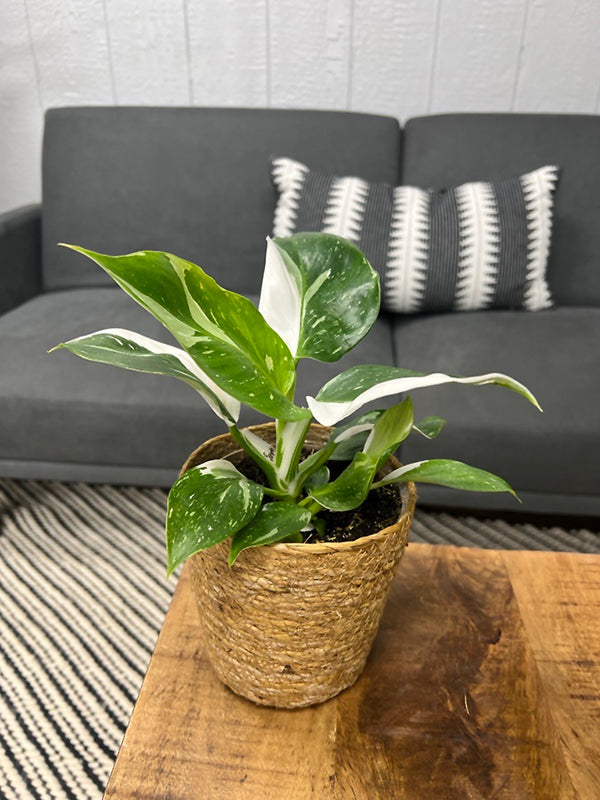 Philodendron 'White Wizard'