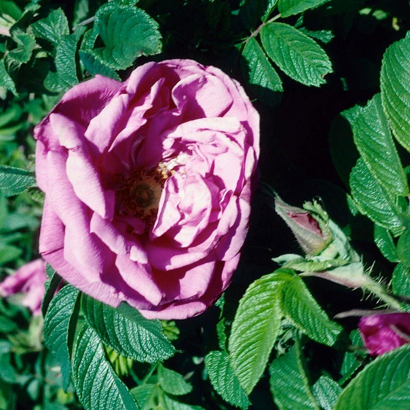 Rosa 'Pierette Pavement'