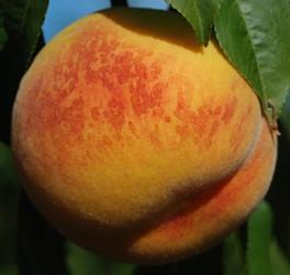 Peach - Prunus persica 'Veteran'