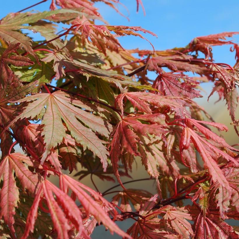 Acer palmatum 'Ariadne'