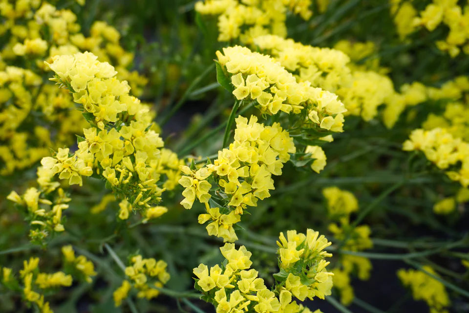 Statice - Lemon Yellow Bonduelli