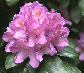 Rhododendron 'Daphnoides'