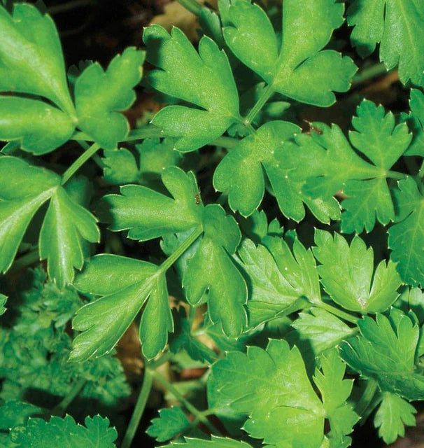 Parsley - Dark Green Italian