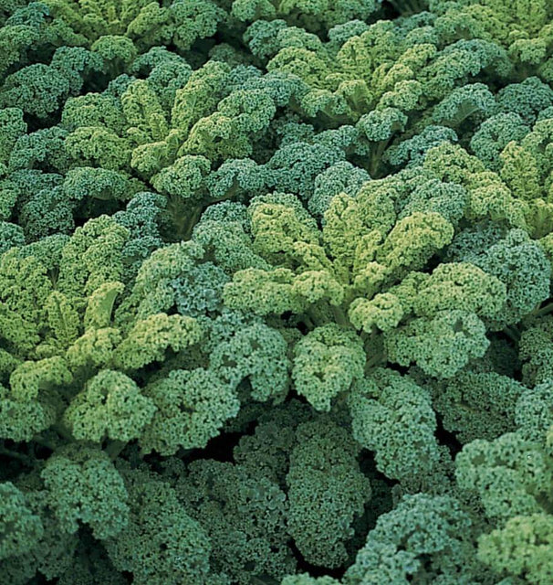 Kale - Darkibor F1 (Coated)