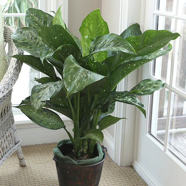Dieffenbachia 'Snow'