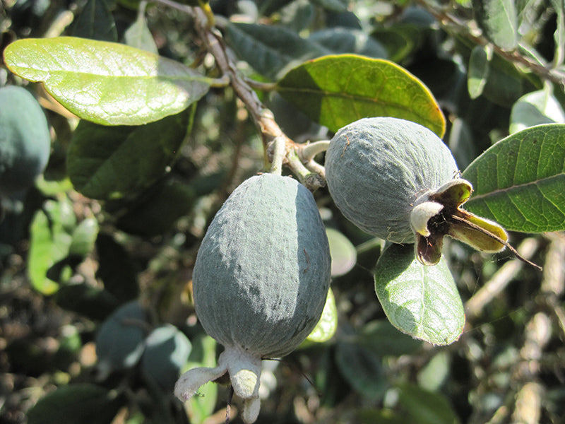 Feijoa sellowiana