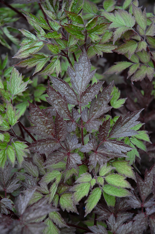 Actaea simplex 'Hillside Black Beauty'