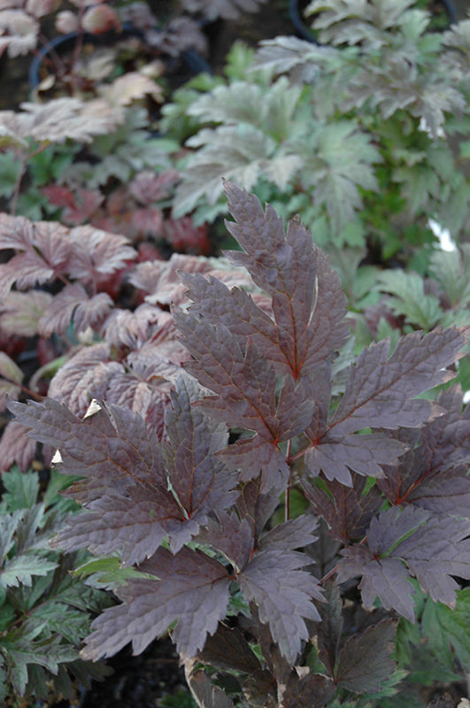 Actaea simplex 'Brunette'