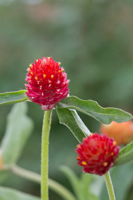 Gomphrena - Strawberry Fair