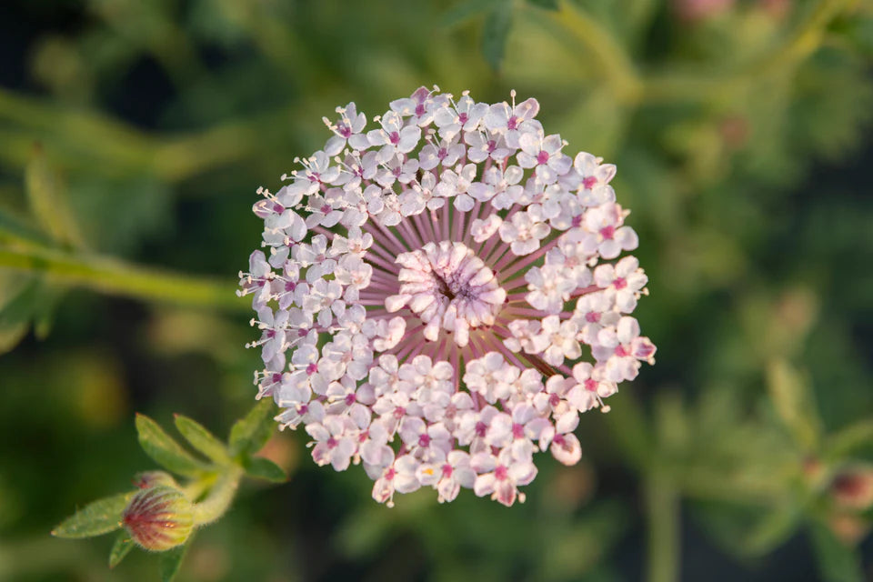 Didiscus - Lace Pink