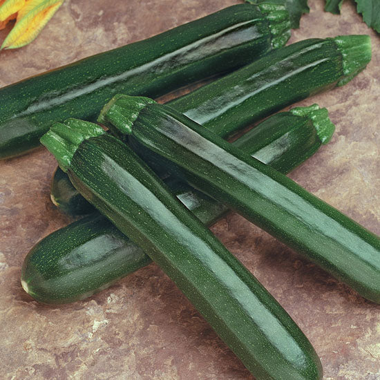 Squash - Noche Zucchini