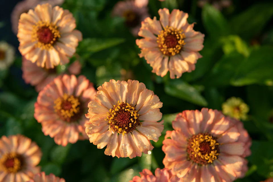 Zinnias - Zinderella Peach