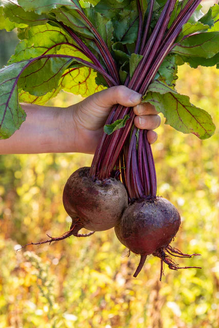 Beet - Red Atlas
