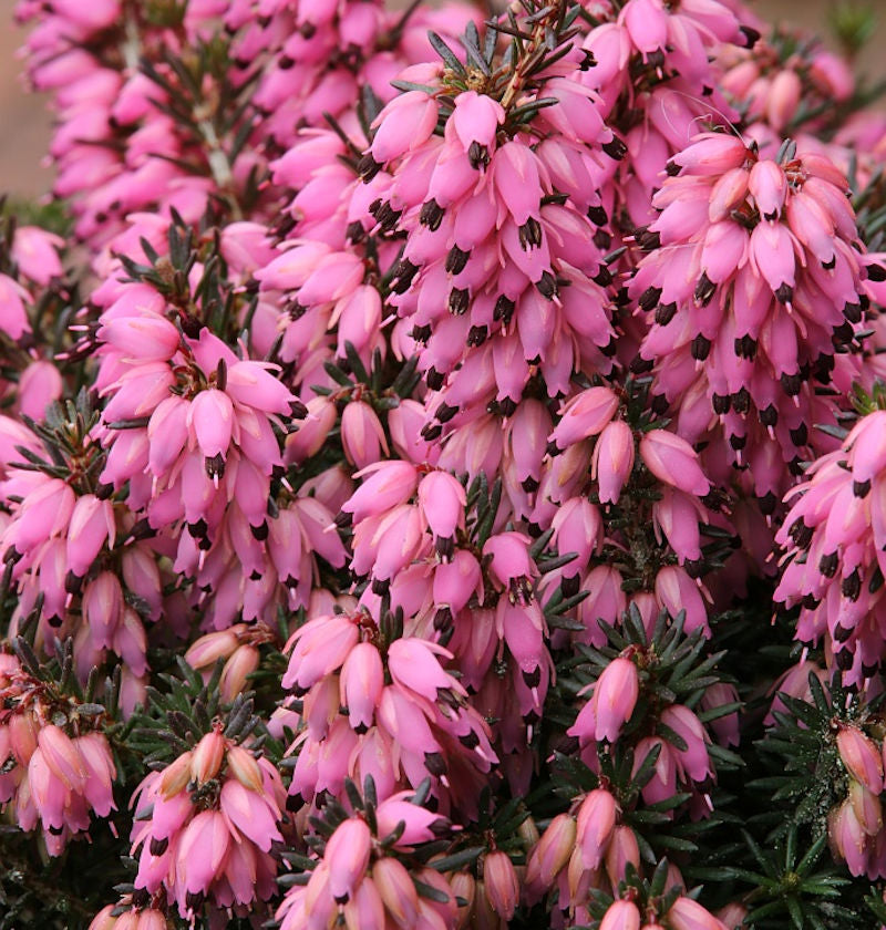 Erica carnea 'Corinna'