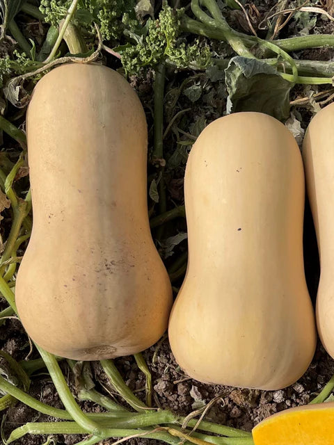 Squash - Essex Butternut
