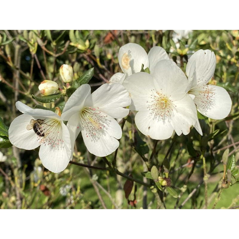 Eucryphia x intermedia 'Rostrevor'