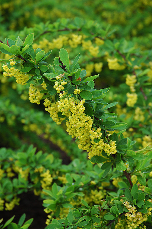 Berberis thunbergii 'Emerald Carousel'