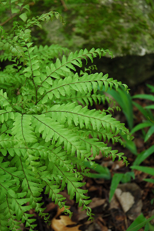 Adiantum pedatum