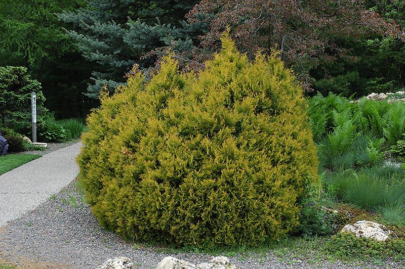 Thuja occidentalis 'Rheingold'