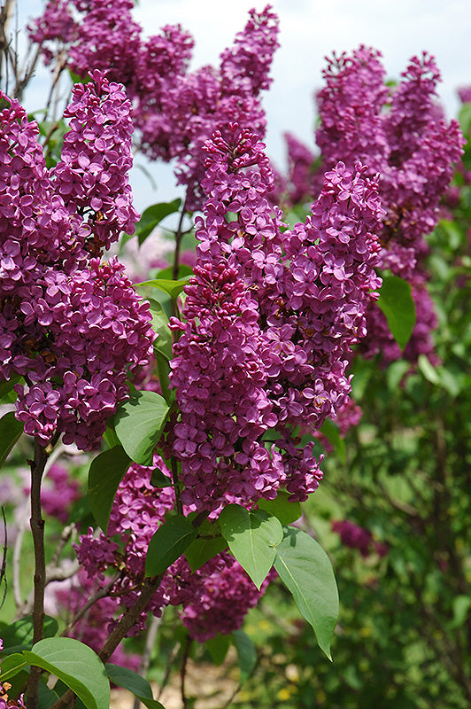 Syringa 'Ludwig Spaeth'