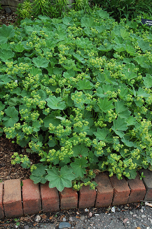 Alchemilla 'Thriller'