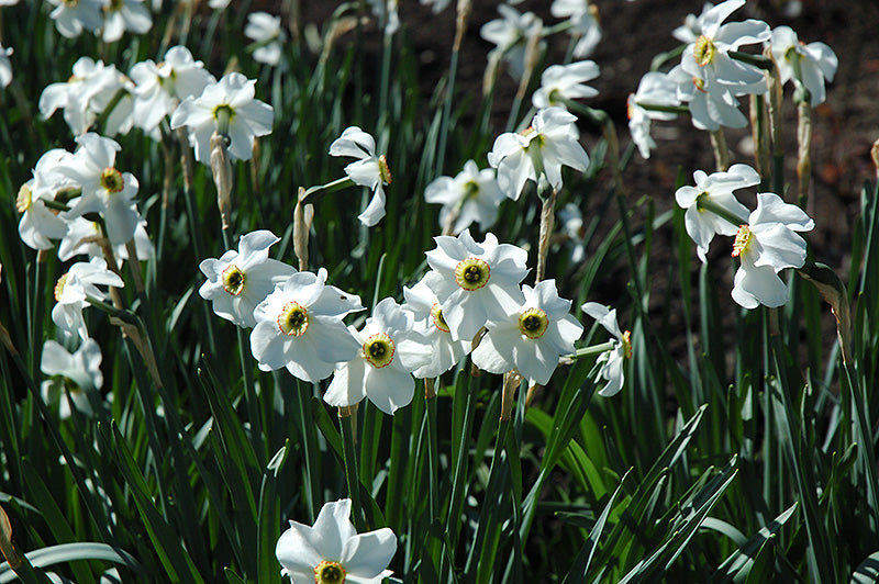 Narcissus 'Poeticus Recurvus'