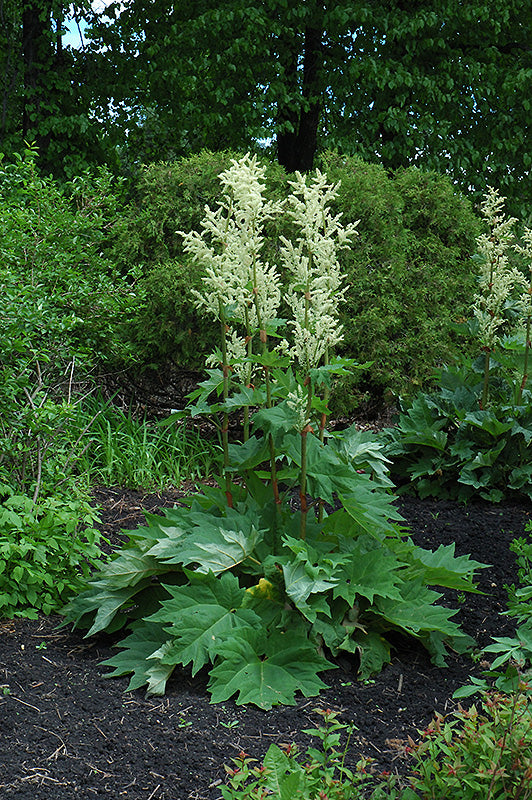 Rheum palmatum 'tanguticum'