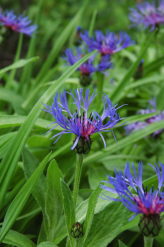 Centaurea montana