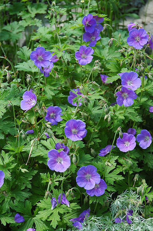 Geranium  'Johnson's Blue'