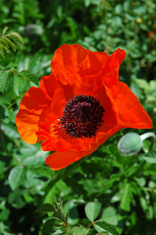 Papaver orientale 'Allegro'