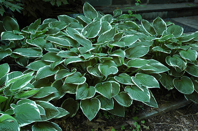 Hosta 'Francee'