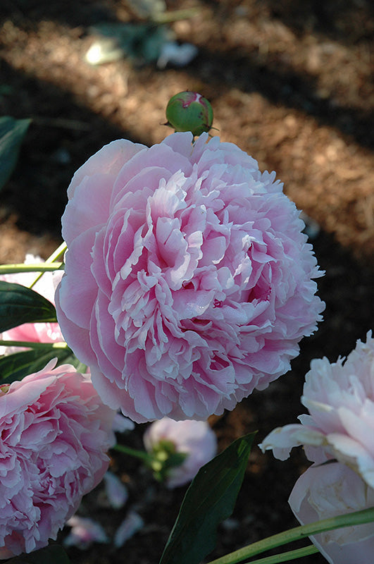 Paeonia lactiflora 'Shirley Temple'