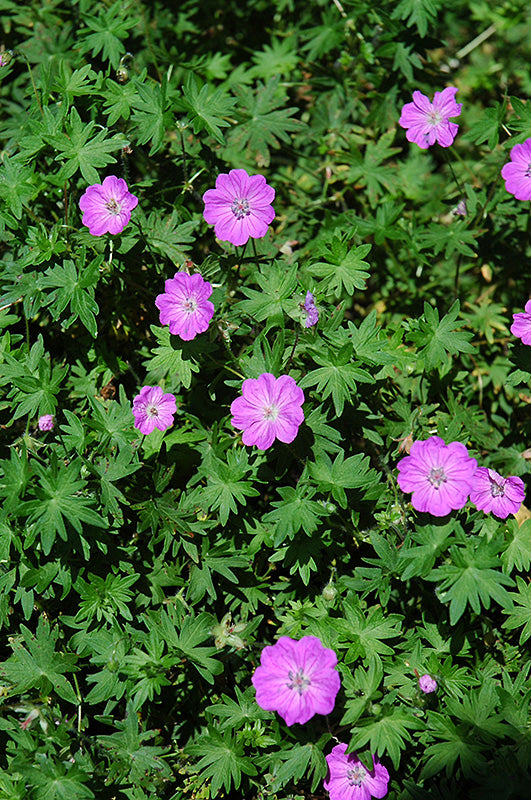 Geranium sanguineum