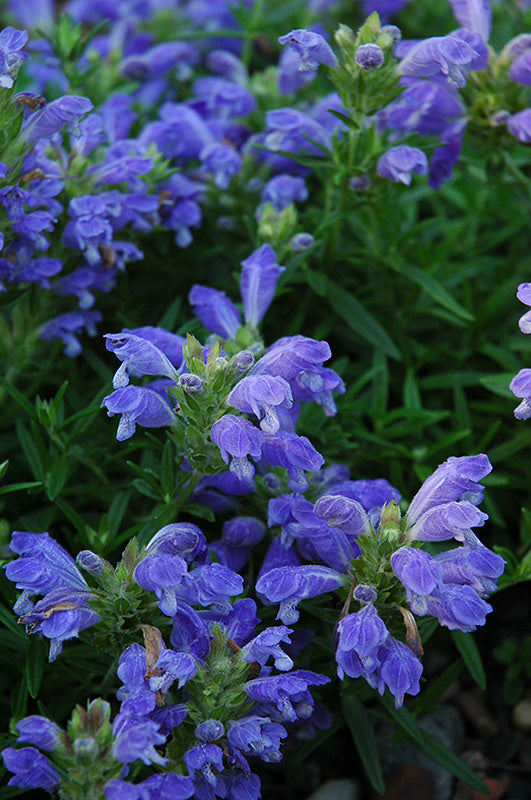 Dracocephalum ruyschiana 'Indigo Blue'