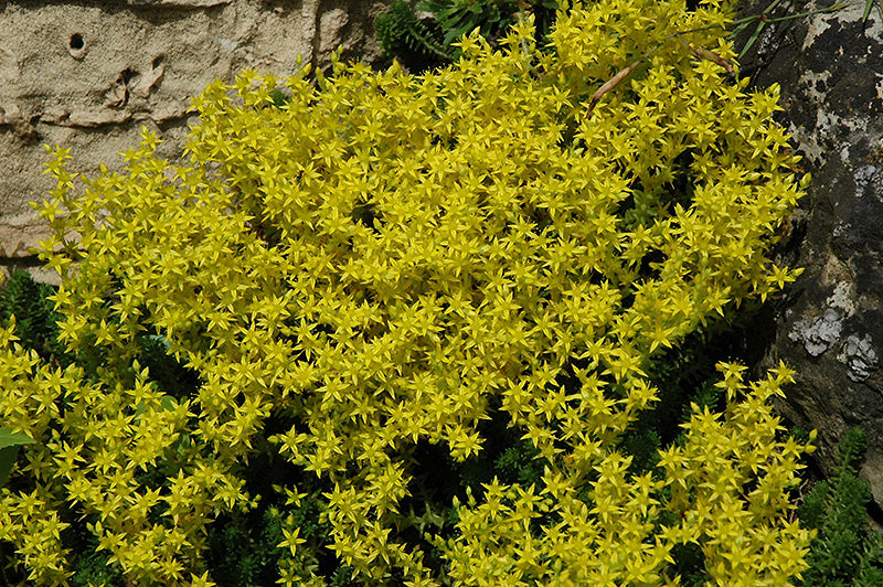 Sedum acre 'Gold Moss'