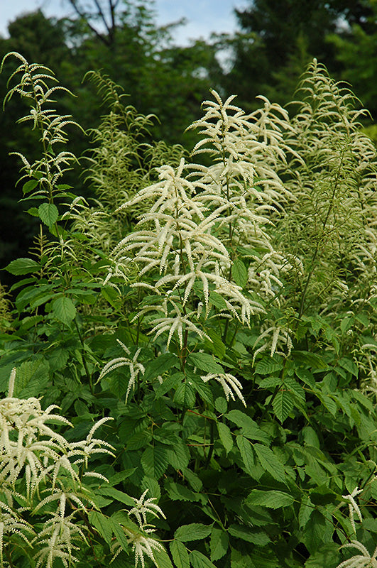 Aruncus dioicus