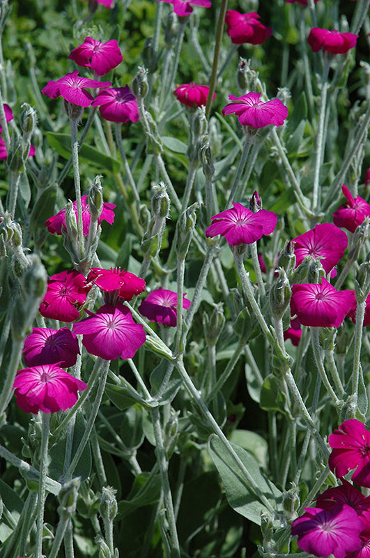 Lychnis coronaria