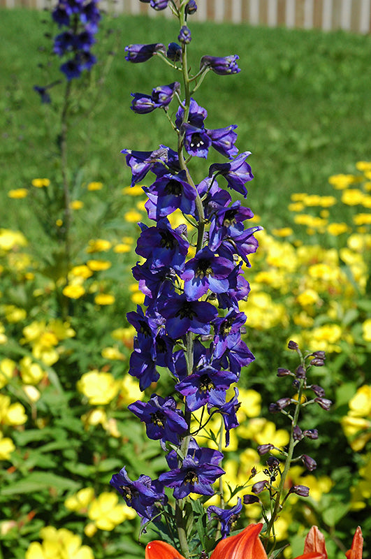 Delphinium 'Black Knight'