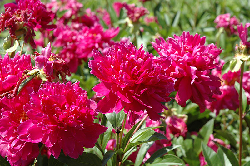 Paeonia lactiflora 'Inspecteur Lavergne'