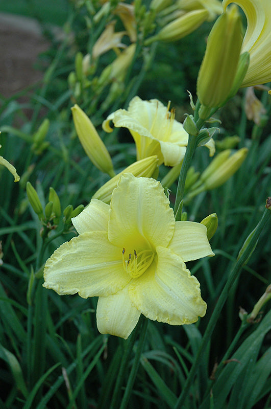Hemerocallis 'Happy Returns'