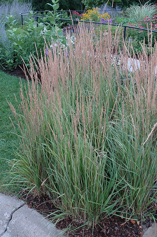 Calamagrostis 'Overdam'
