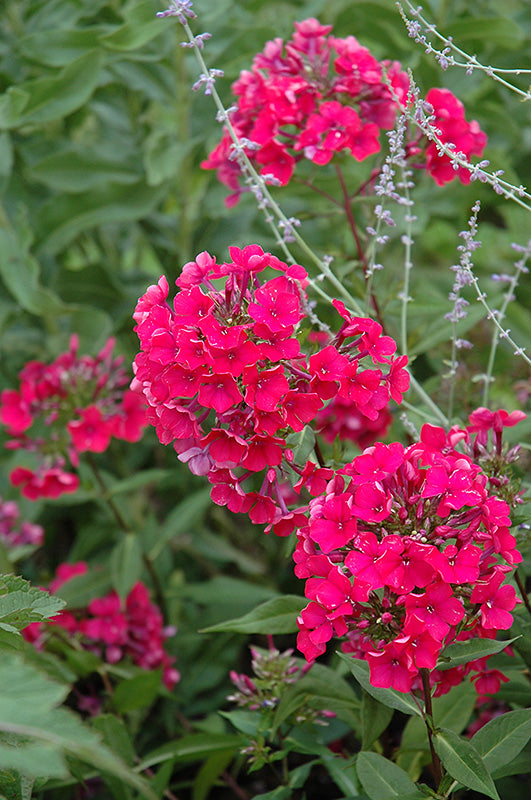 Phlox paniculata 'Starfire'